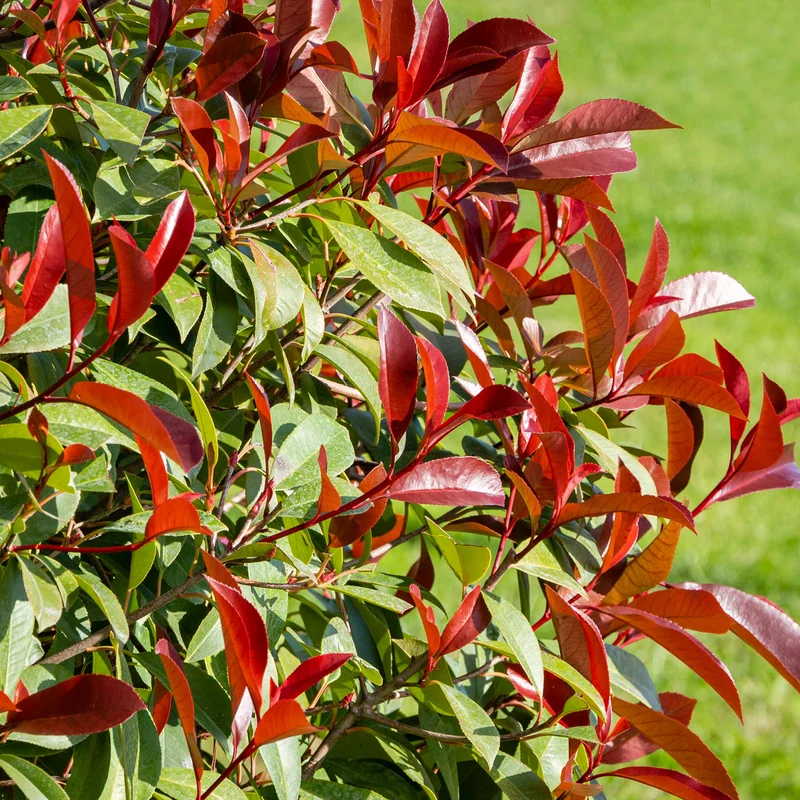 Glanzmispel 'Red Robin'