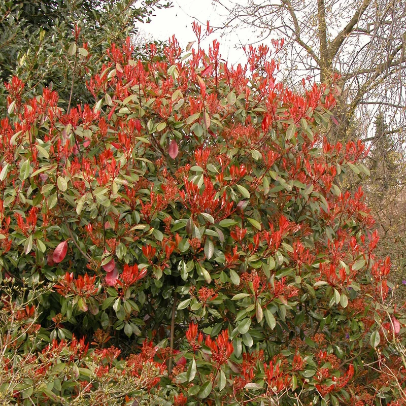 Glanzmispel 'Red Robin'