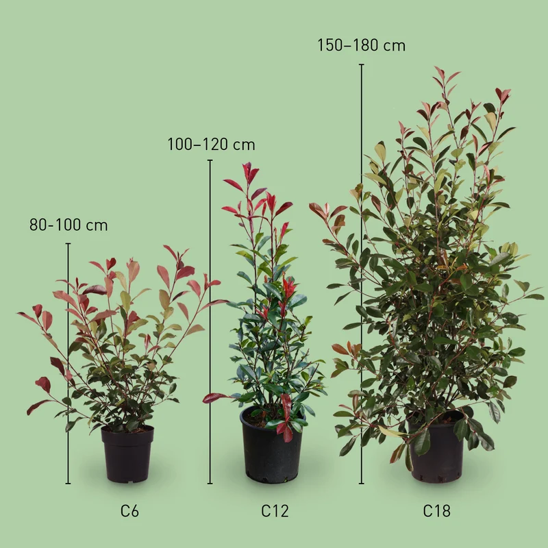 Glanzmispel 'Red Robin'