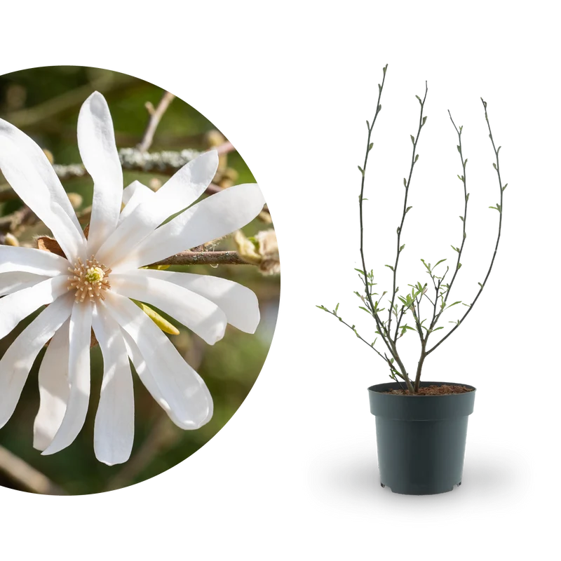 Stern-Magnolie Reinweiß