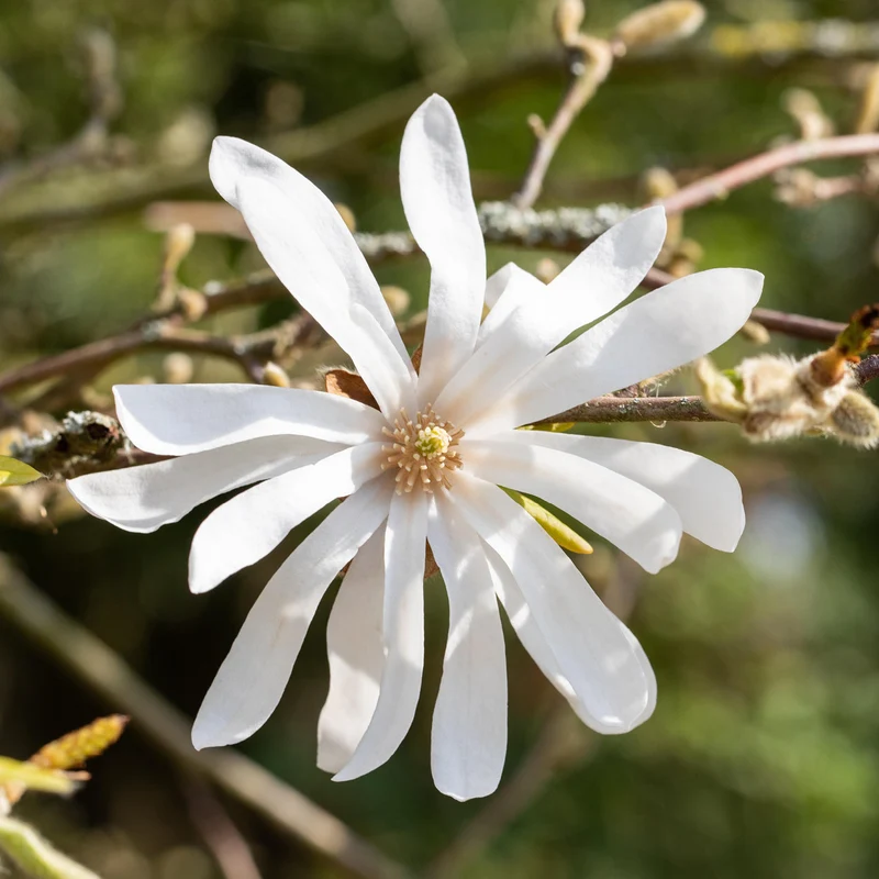 Stern-Magnolie Reinweiß