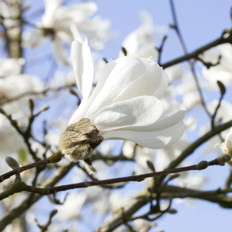 Stern-Magnolie Reinweiß