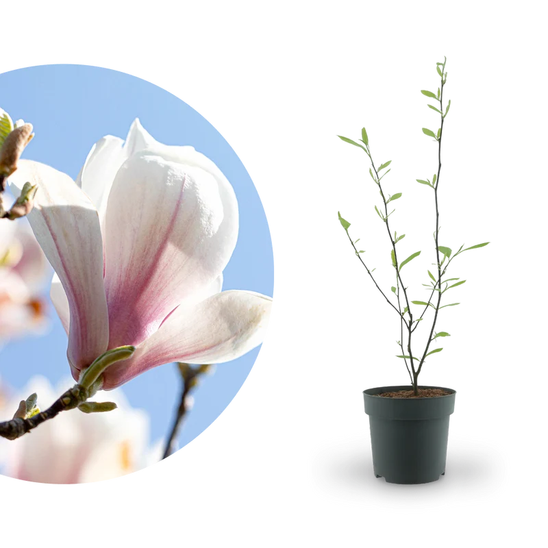 Tulpen-Magnolie Weiß-Rosa
