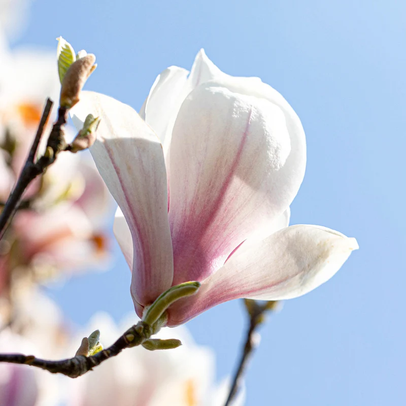 Tulpen-Magnolie Weiß-Rosa