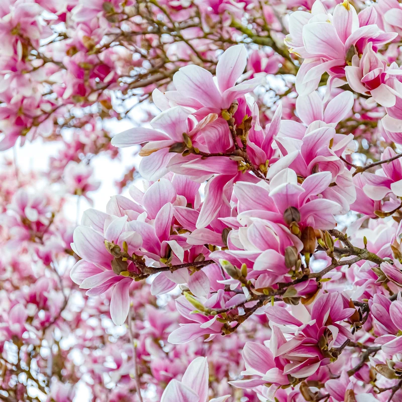 Tulpen-Magnolie Weiß-Rosa