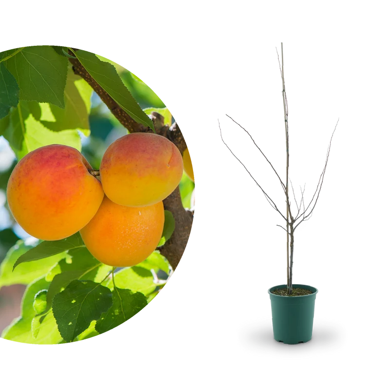 Bio-Aprikosenbaum 'Mino'