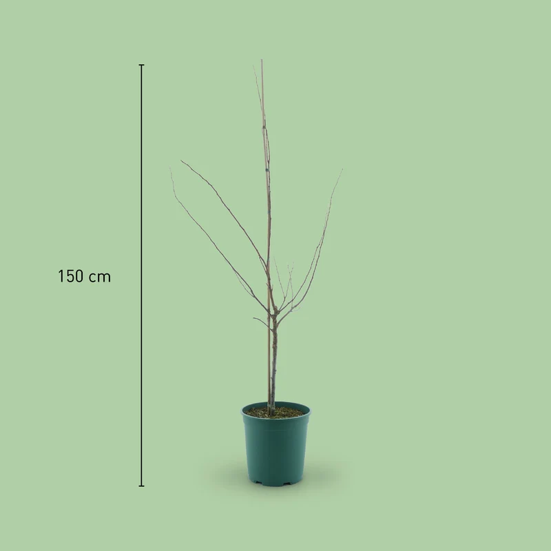 Bio-Aprikosenbaum 'Mino'