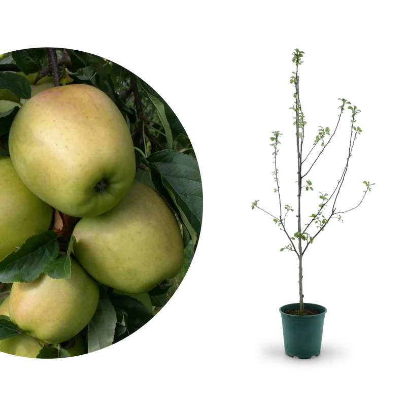 Bio-Apfelbaum 'Weißer Winterglockenapfel' Winterapfel
