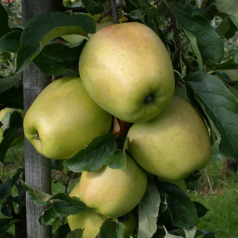 Bio-Apfelbaum 'Weißer Winterglockenapfel' Winterapfel