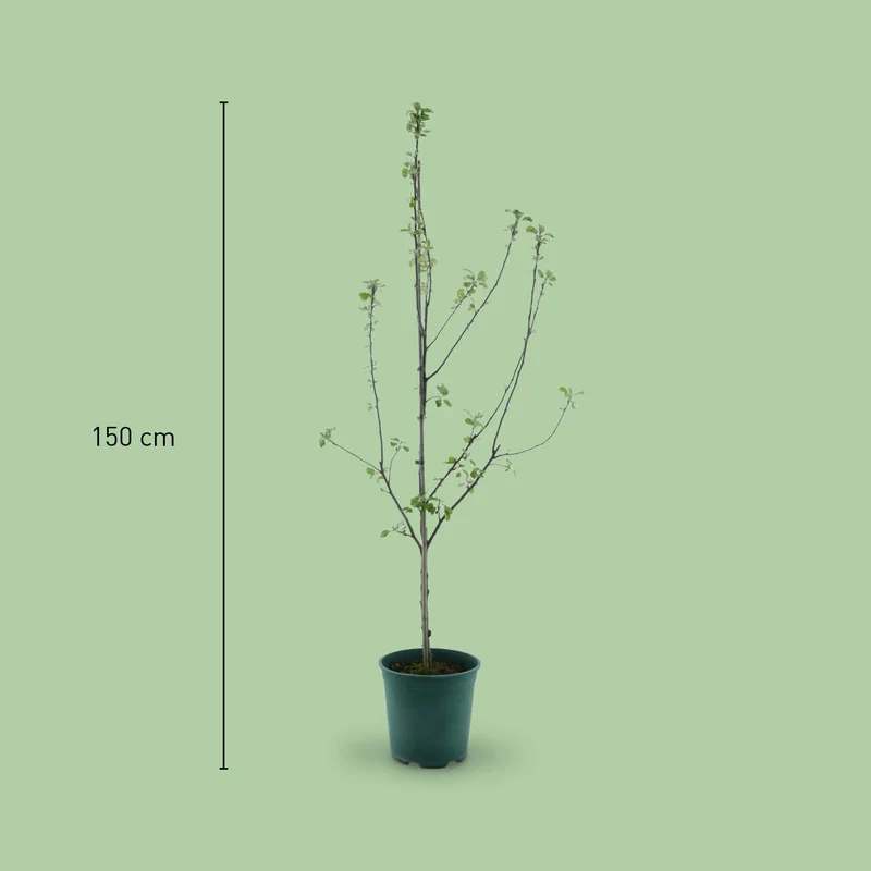 Bio-Apfelbaum 'Weißer Winterglockenapfel' Winterapfel