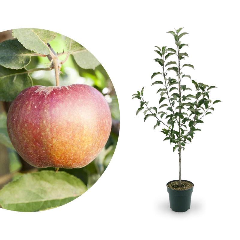 Bio-Apfelbaum 'Wellant'® Winterapfel