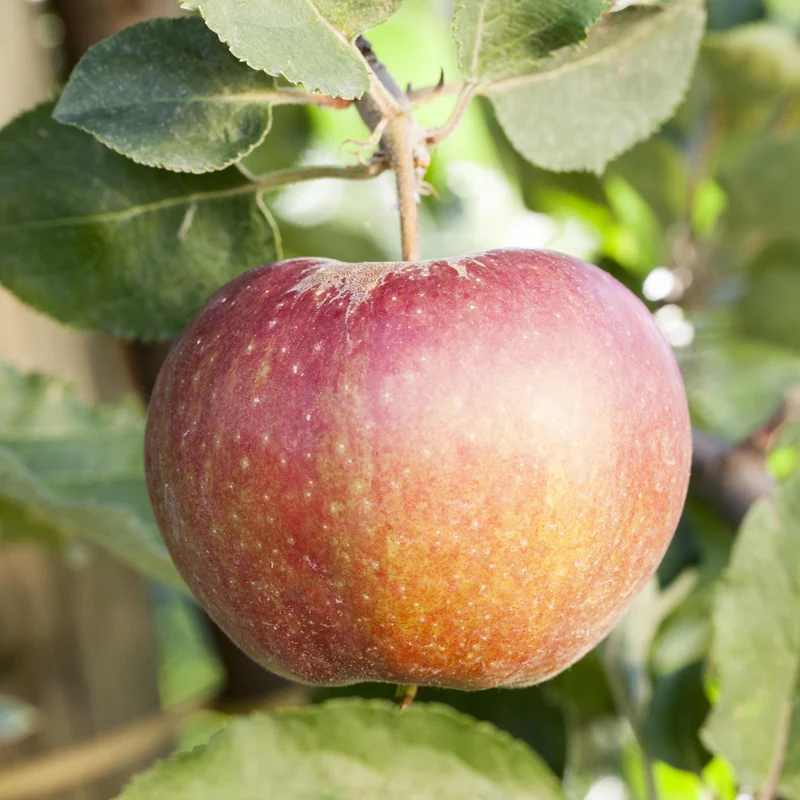 Bio-Apfelbaum 'Wellant'® Winterapfel