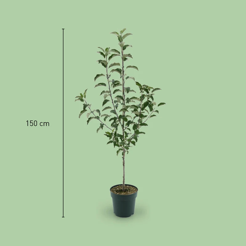 Bio-Apfelbaum 'Wellant'® Winterapfel