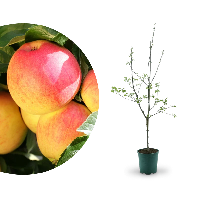 Bio-Apfelbaum 'Rebella'® Herbstapfel