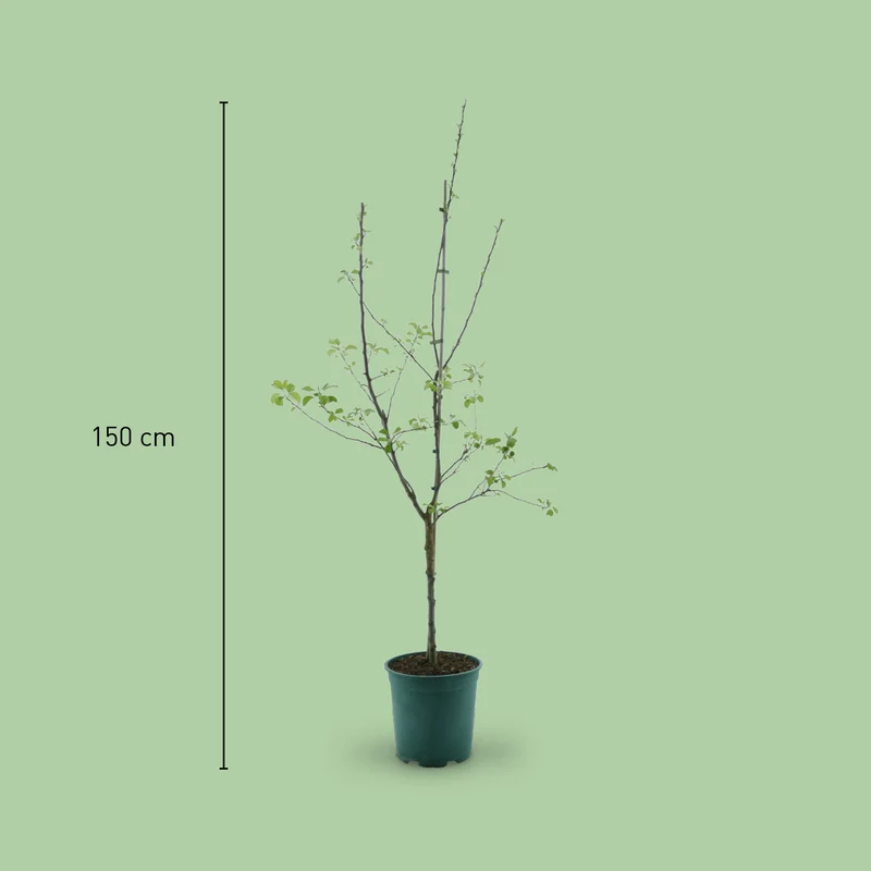 Bio-Apfelbaum 'Rebella'® Herbstapfel