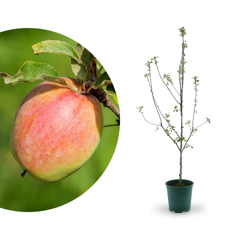 Bio-Apfelbaum 'Prinz Albrecht von Preußen' Herbstapfel