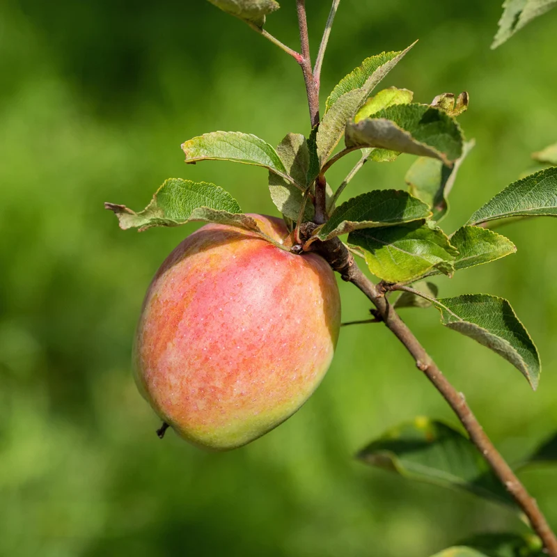 Bio-Apfelbaum 'Prinz Albrecht von Preußen' Herbstapfel