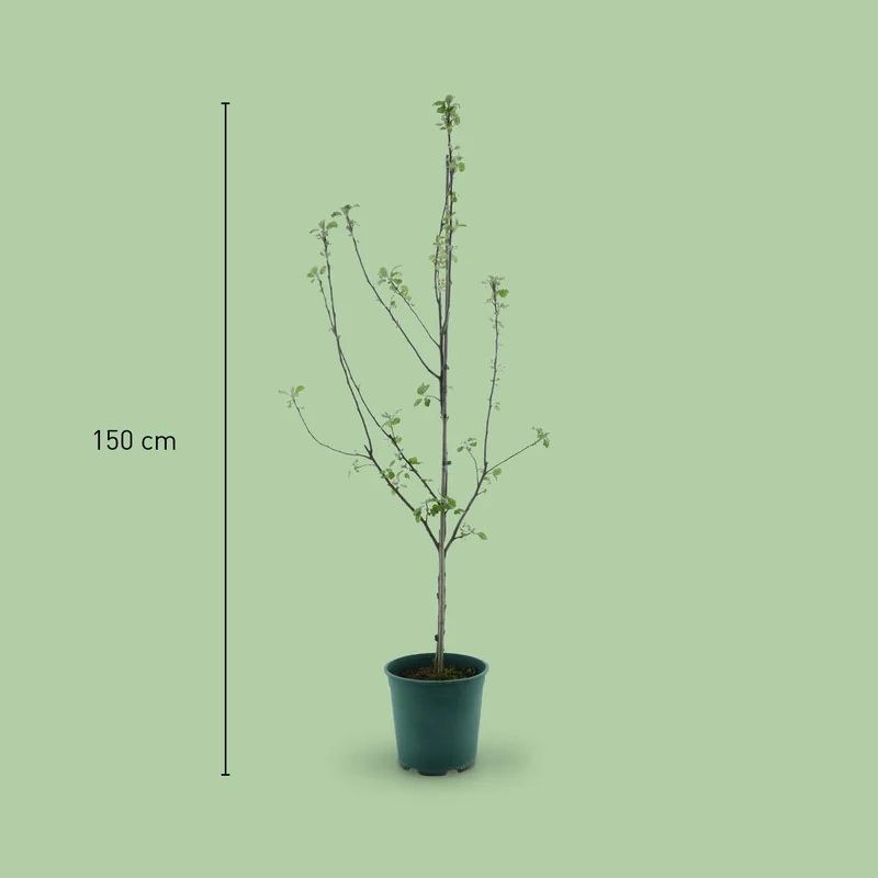 Bio-Apfelbaum 'Prinz Albrecht von Preußen' Herbstapfel