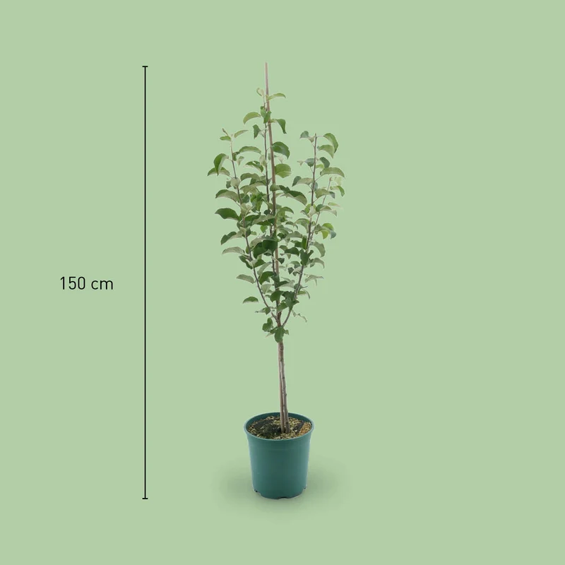 Bio-Apfelbaum 'Pirella' Herbstapfel