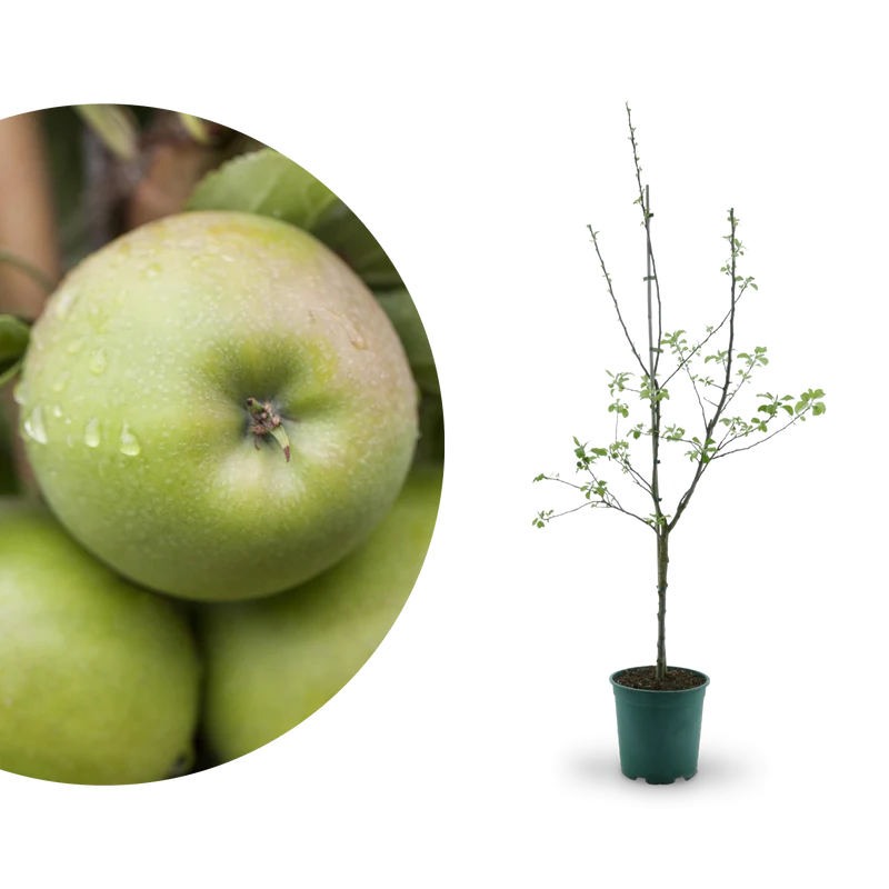 Bio-Apfelbaum 'Ontario' Winterapfel