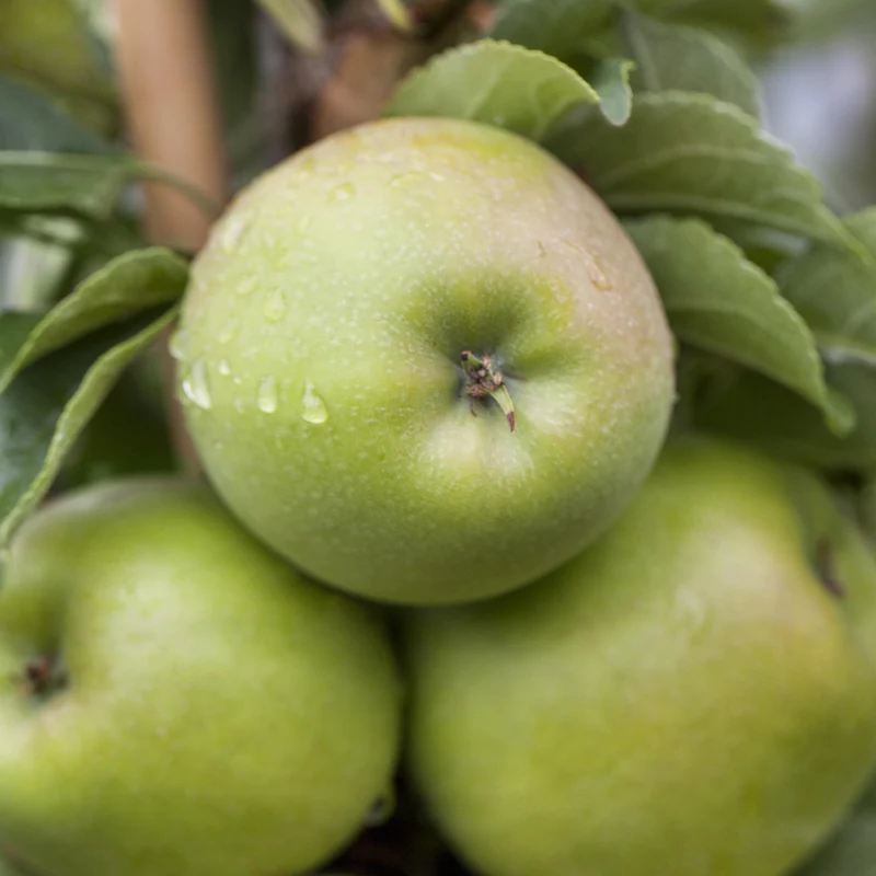 Bio-Apfelbaum 'Ontario' Winterapfel