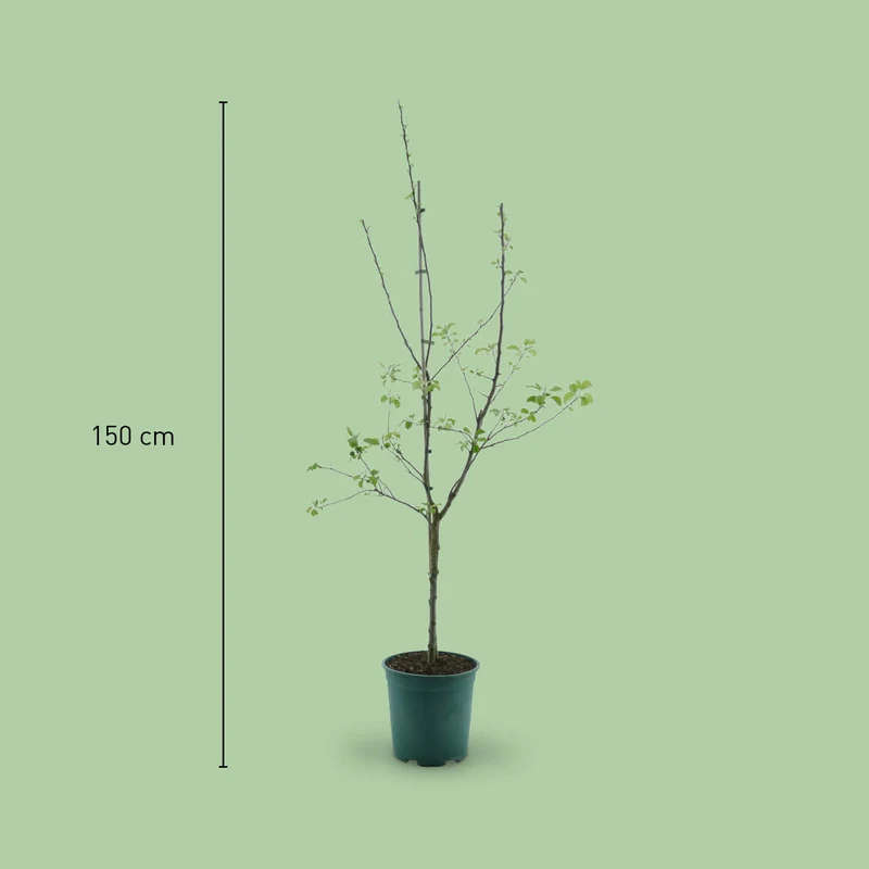 Bio-Apfelbaum 'Ontario' Winterapfel