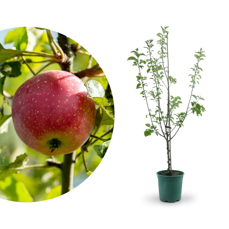 Bio-Apfelbaum 'Kaiser Wilhelm' Winterapfel