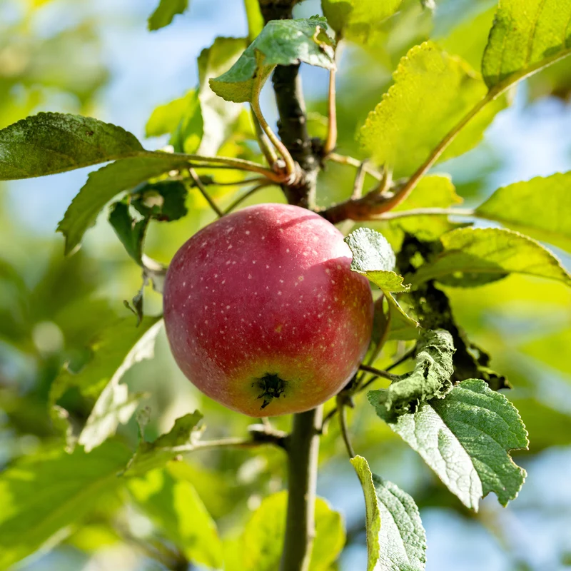 Bio-Apfelbaum 'Kaiser Wilhelm' Winterapfel