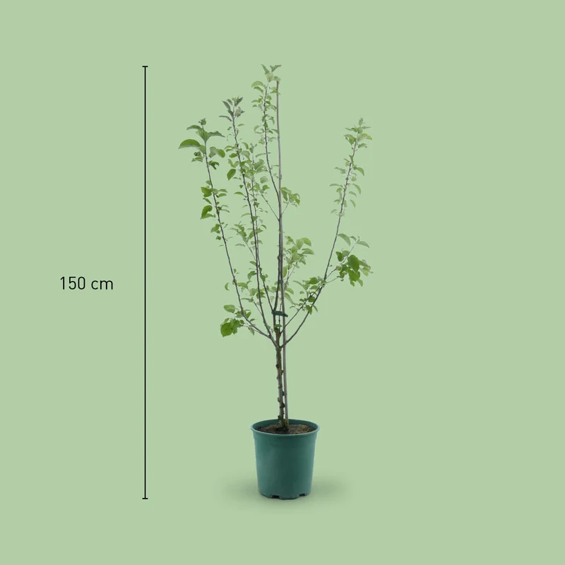 Bio-Apfelbaum 'Kaiser Wilhelm' Winterapfel