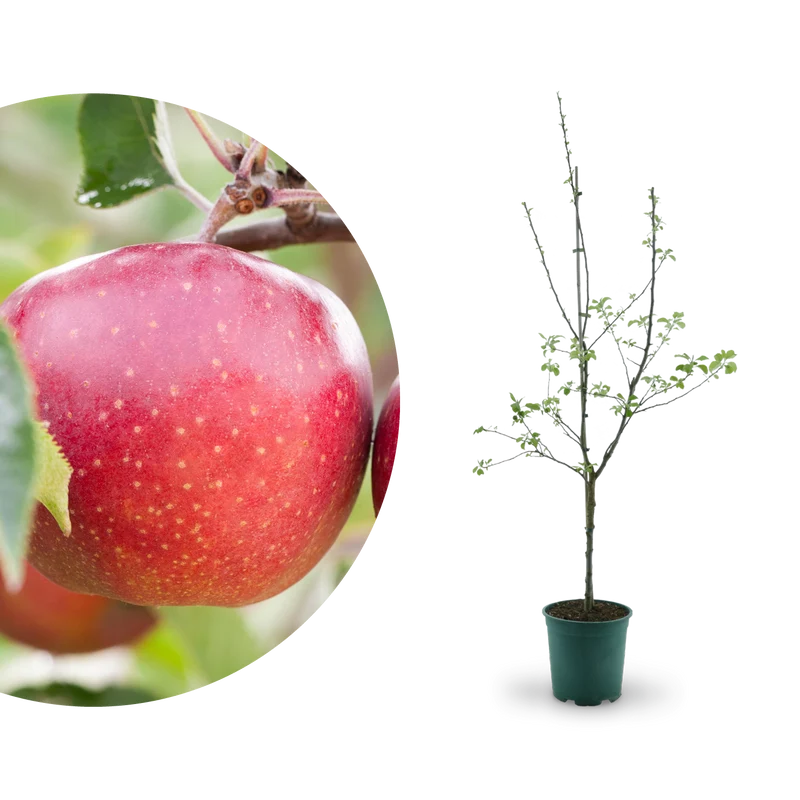 Bio-Apfelbaum 'Jonagold'® Winterapfel