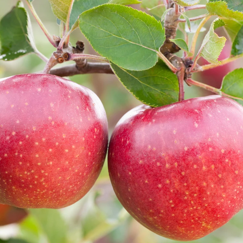Bio-Apfelbaum 'Jonagold'® Winterapfel