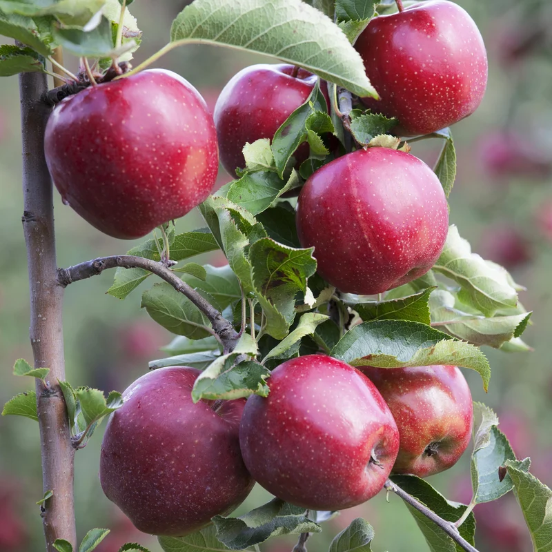 Bio-Apfelbaum 'Jonagold'® Winterapfel
