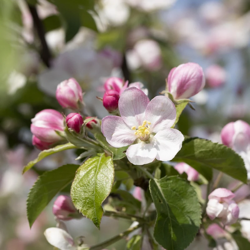 Bio-Apfelbaum 'Jonagold'® Winterapfel