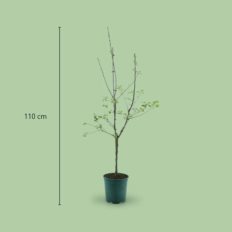 Bio-Apfelbaum 'Jonagold'® Winterapfel