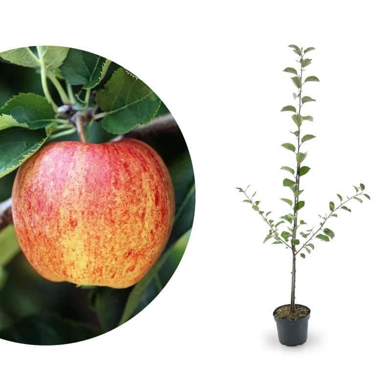 Bio-Apfelbaum 'James Grieve' Sommerapfel