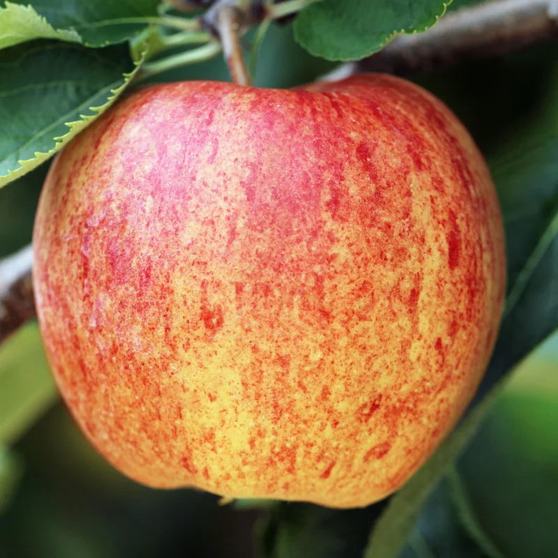 Bio-Apfelbaum 'James Grieve' Sommerapfel