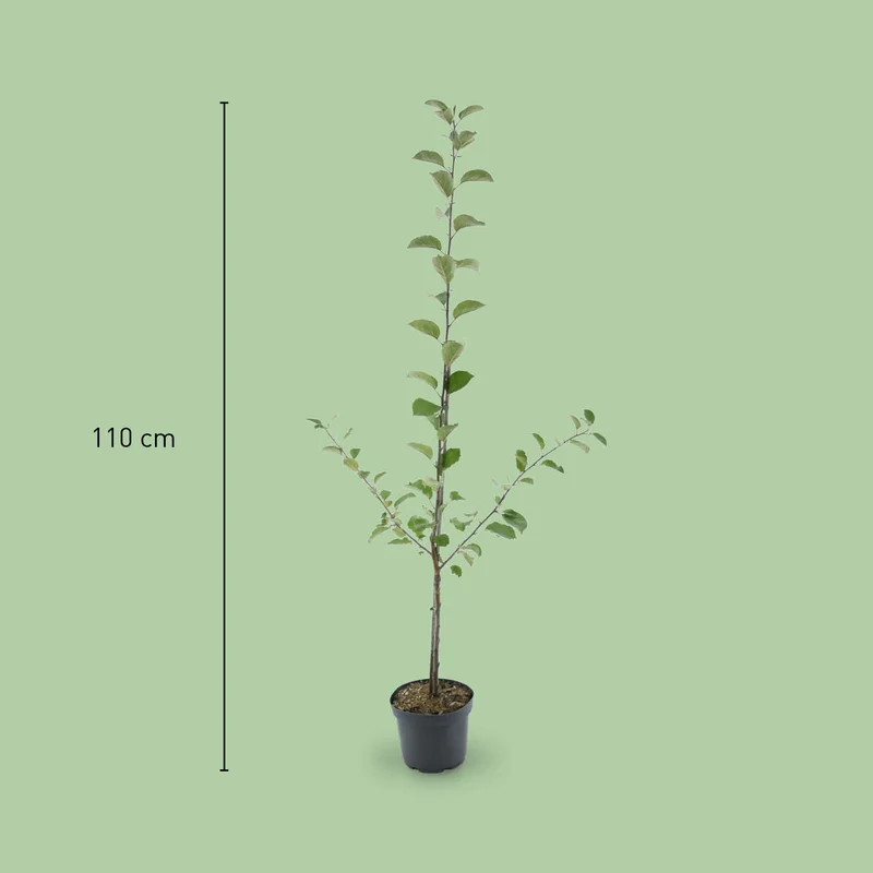Bio-Apfelbaum 'James Grieve' Sommerapfel