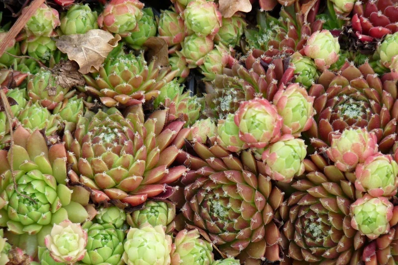Hauswurz (Sempervivum-Mischung)