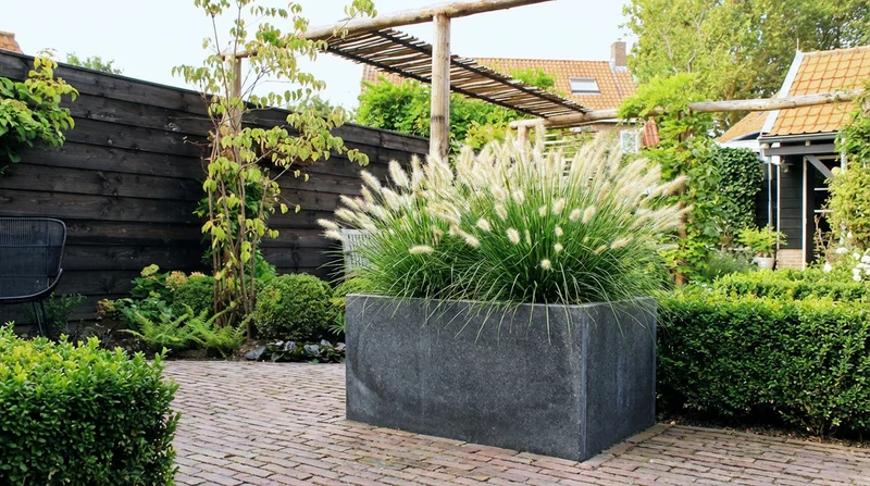 Neunaugengras (Pennisetum alopecuroides 'Little Bunny')