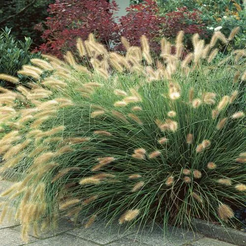 Neunaugengras (Pennisetum alopecuroides 'Hameln')