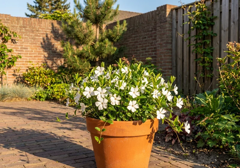 Immergrün (Vinca minor 'Gertrude Jekyll')