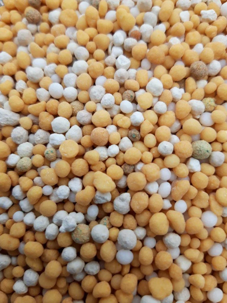 Sedum Conditioner