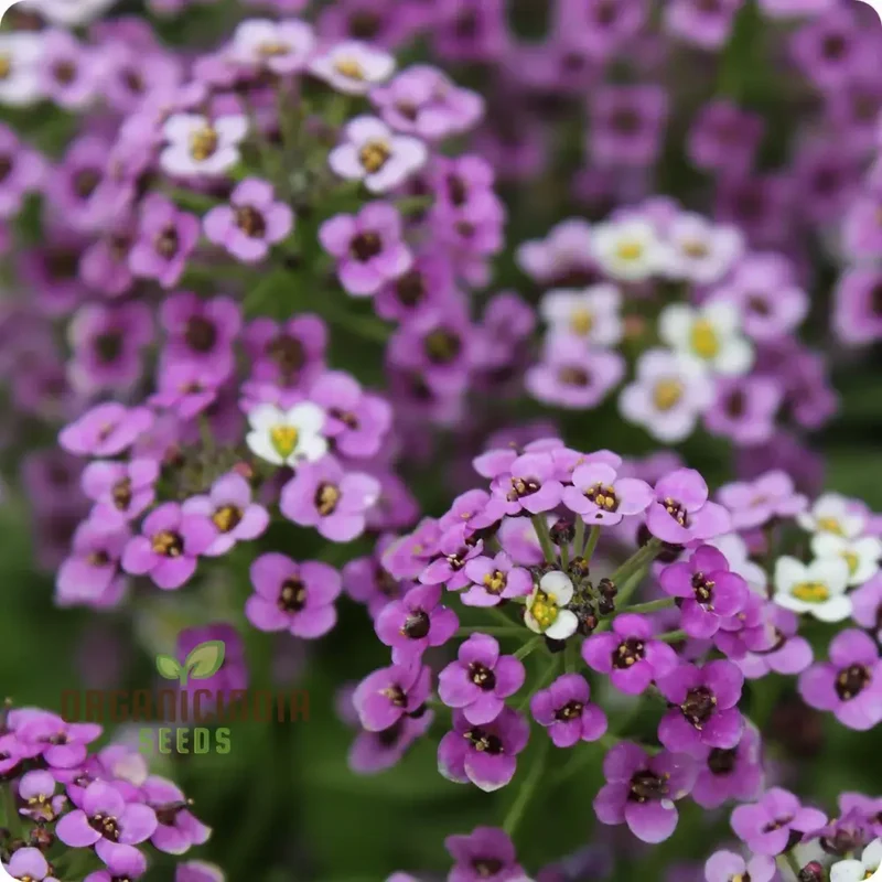 Alyssum Flower F1 Seeds, for Gardening Enthusiasts, Premium Quality Seeds for Vibrant Gardens, Perfect for Home Gardening and Outdoor Spaces