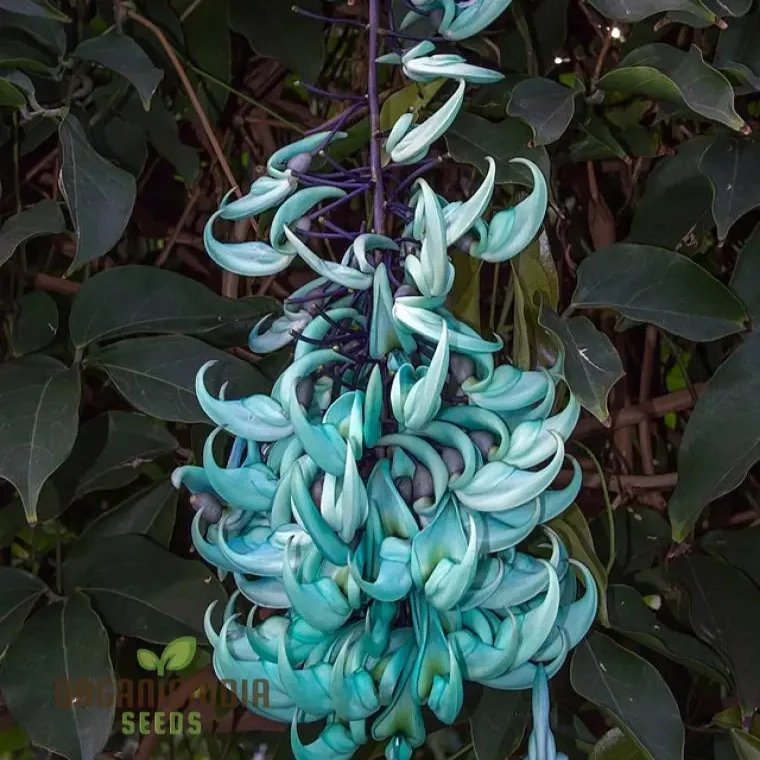 Jade Vine Flower Seeds Aqua Colored Blooms, Planting Guide Included, Rare Seeds for Garden Enthusiasts