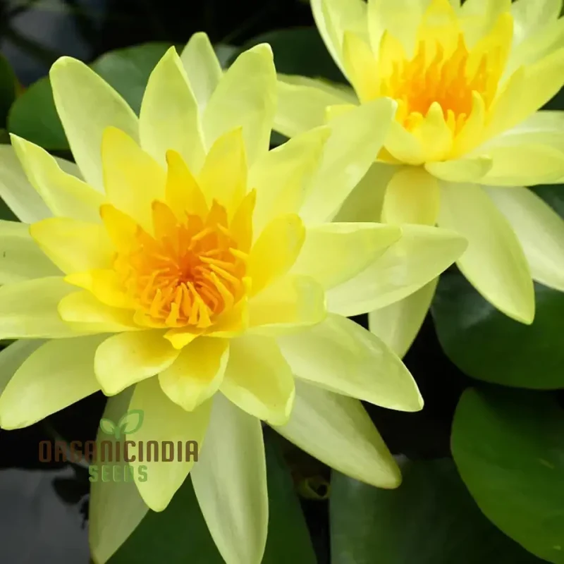 Yellow Water Lily flower Seeds for Planting, Perfect for Aquatic Gardening, High-Quality Flower Seeds for a Vibrant Water Garden