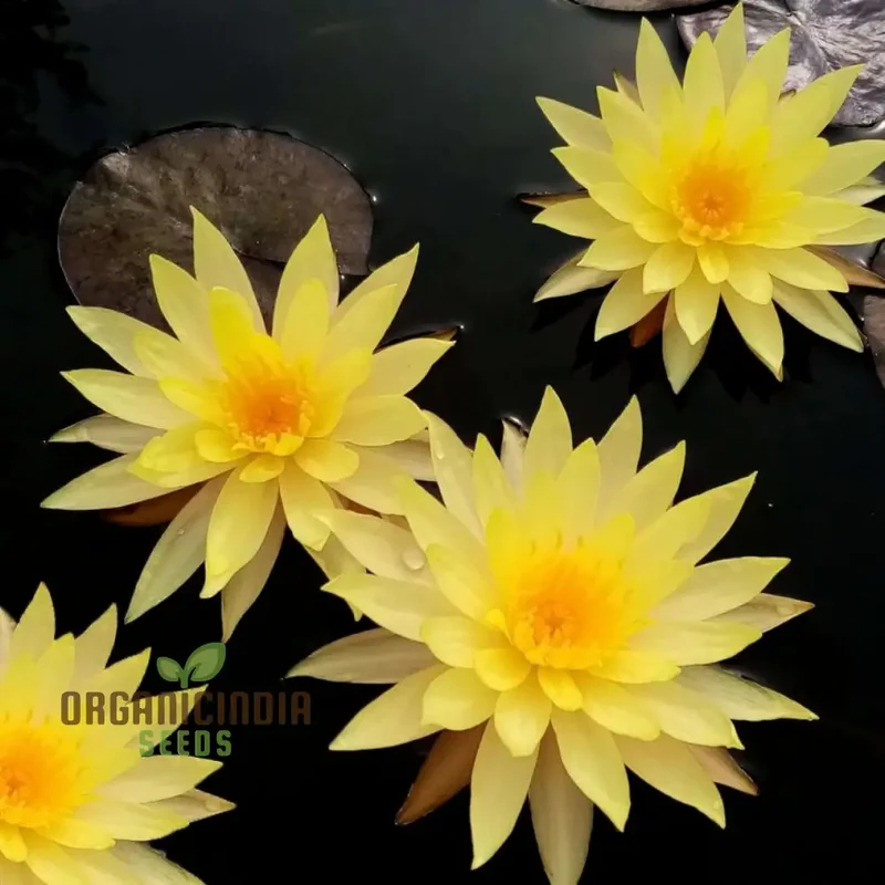 Yellow Water Lily flower Seeds for Planting, Perfect for Aquatic Gardening, High-Quality Flower Seeds for a Vibrant Water Garden