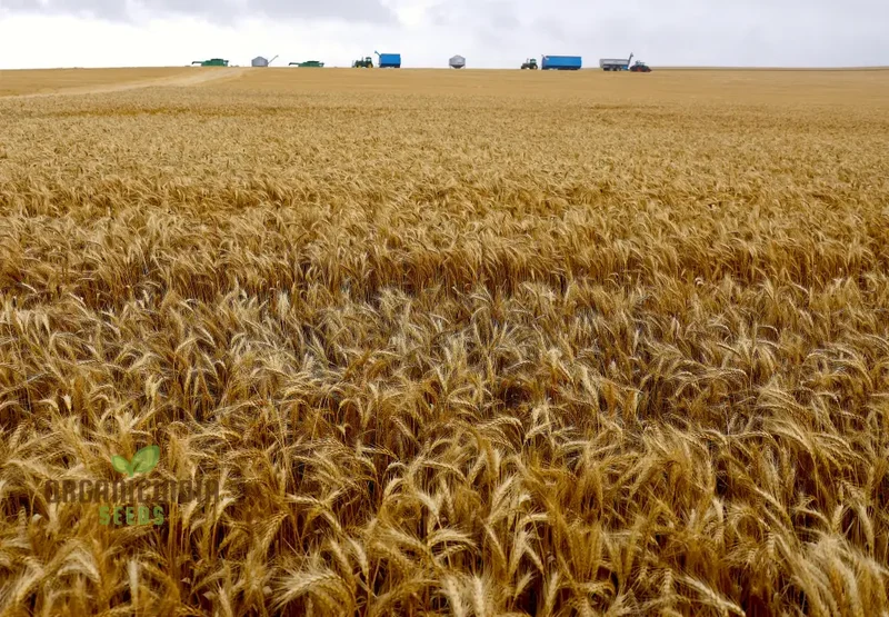 Israel Wheat Grass Seeds, High Yield Seeds for Optimal Planting and Gardening Success