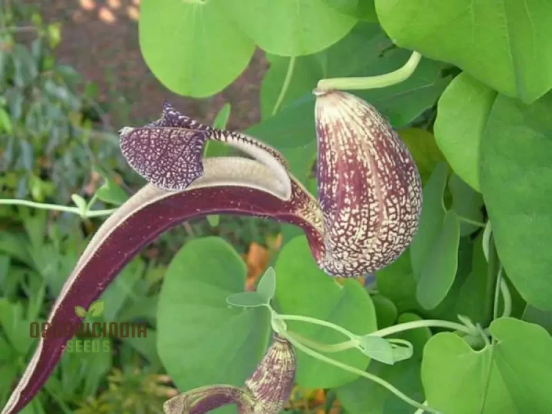 Dutchman's Pipe Vine Seeds (Aristolochia labiata Seeds) - Exotic Climbing Blooms for Stunning Gardens