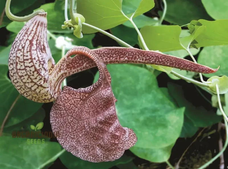 Dutchman's Pipe Vine Seeds (Aristolochia labiata Seeds) - Exotic Climbing Blooms for Stunning Gardens