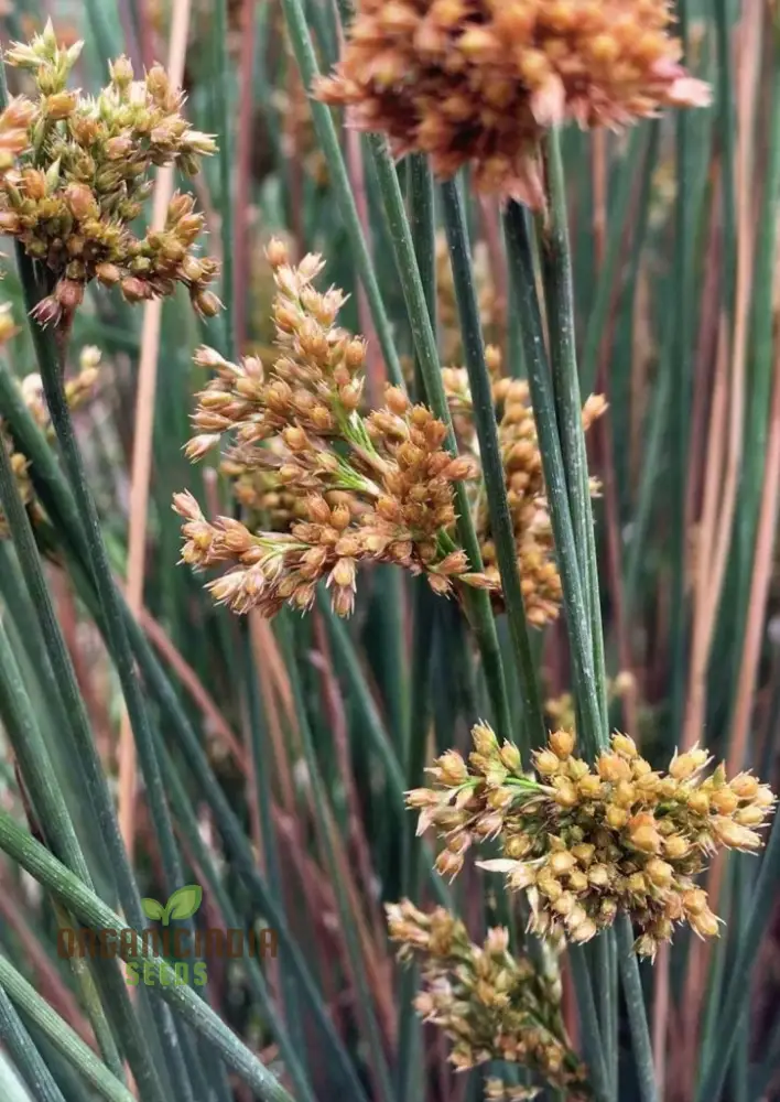 Juncus Rigidus Seeds for Gardening and Planting (100 pcs)